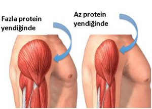 yeterince protein yediğinde kas büyümesi